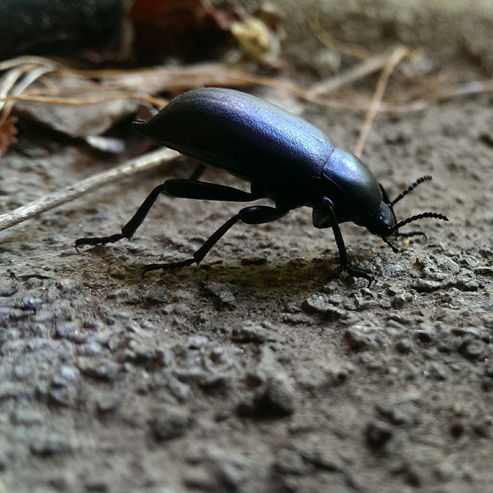 #bug