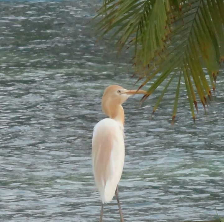 pelican