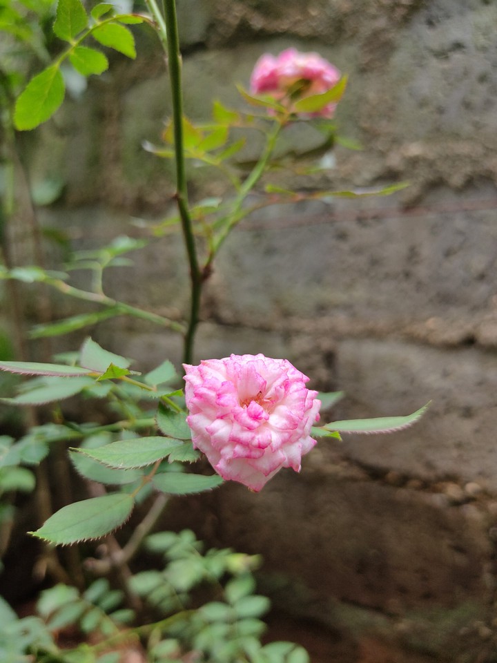 pink rose
