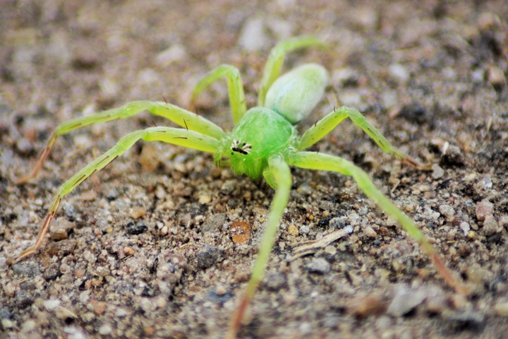 green spider 