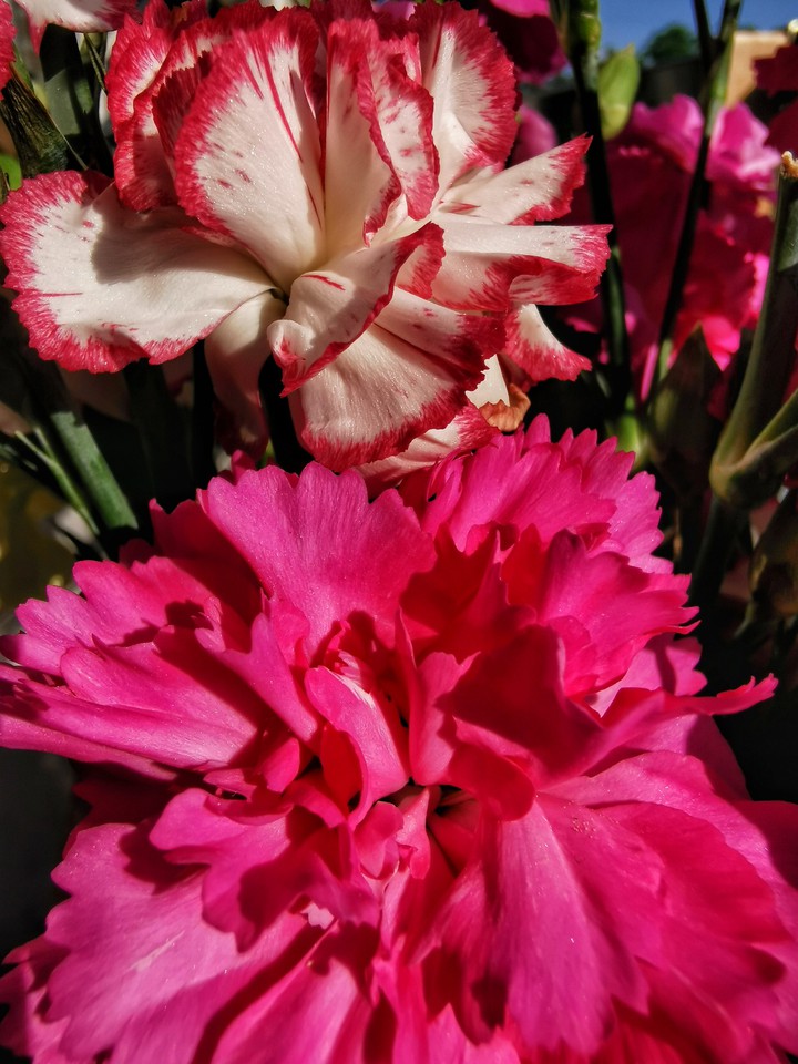 Dianthus colors