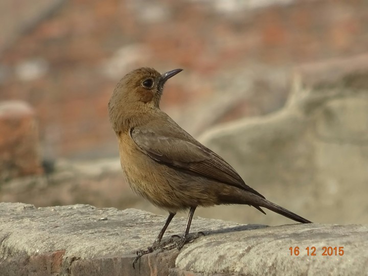 Bird
