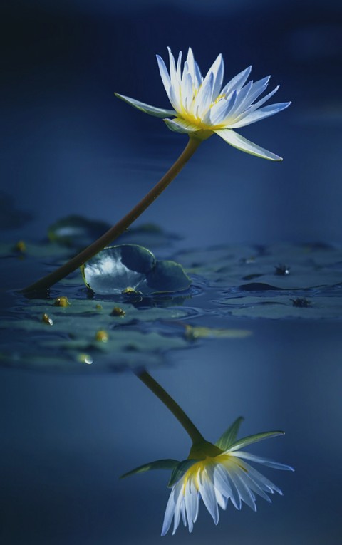 Flores