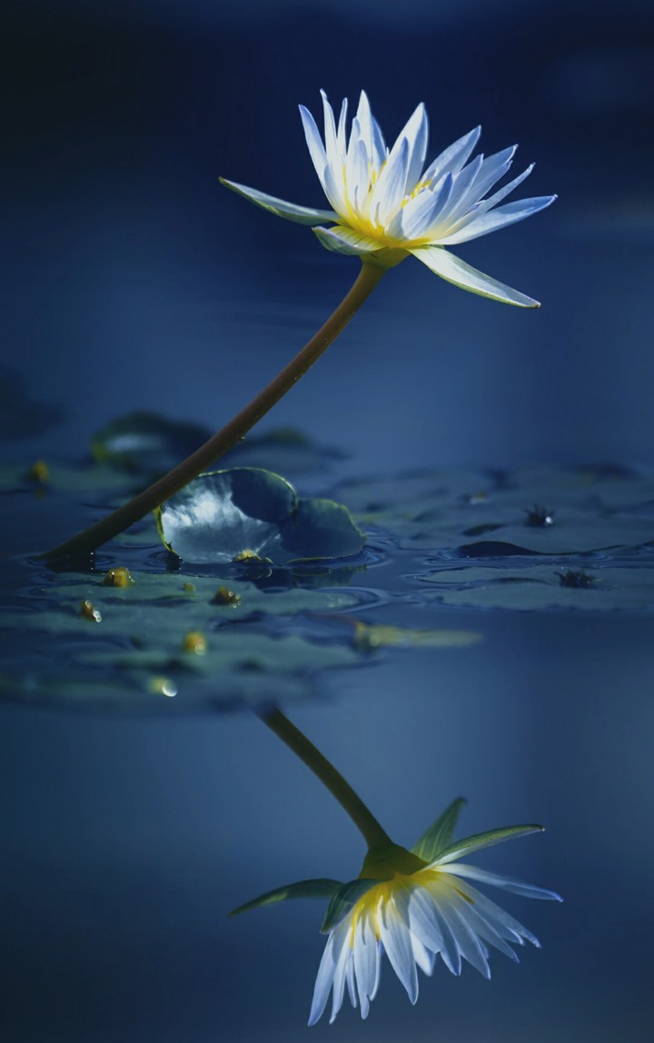 Flores