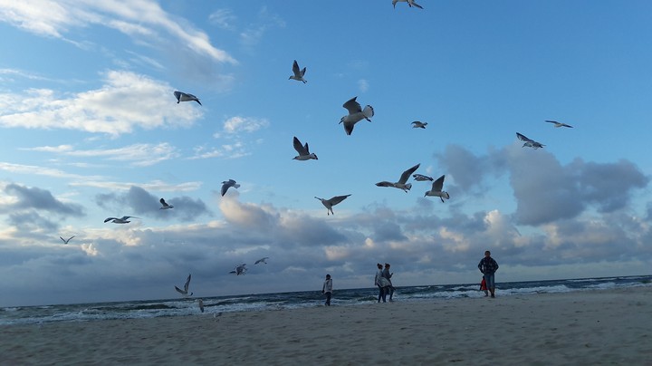 Sky&Seagulls