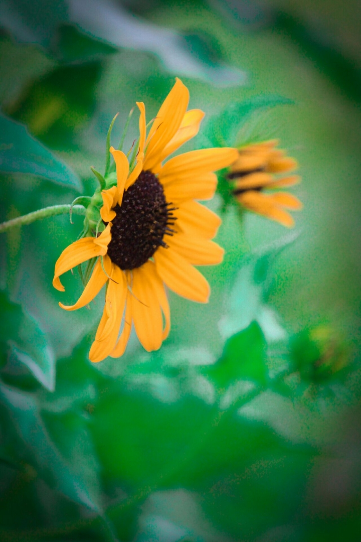 yellow sunflower
