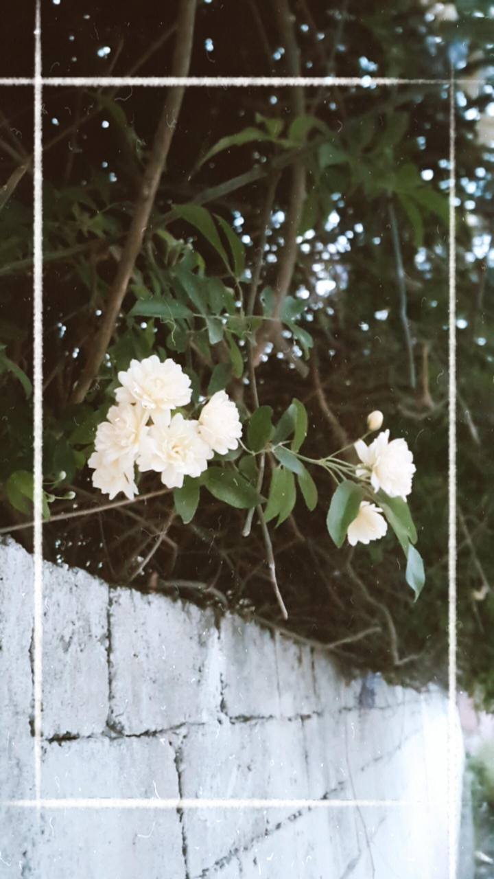 rose