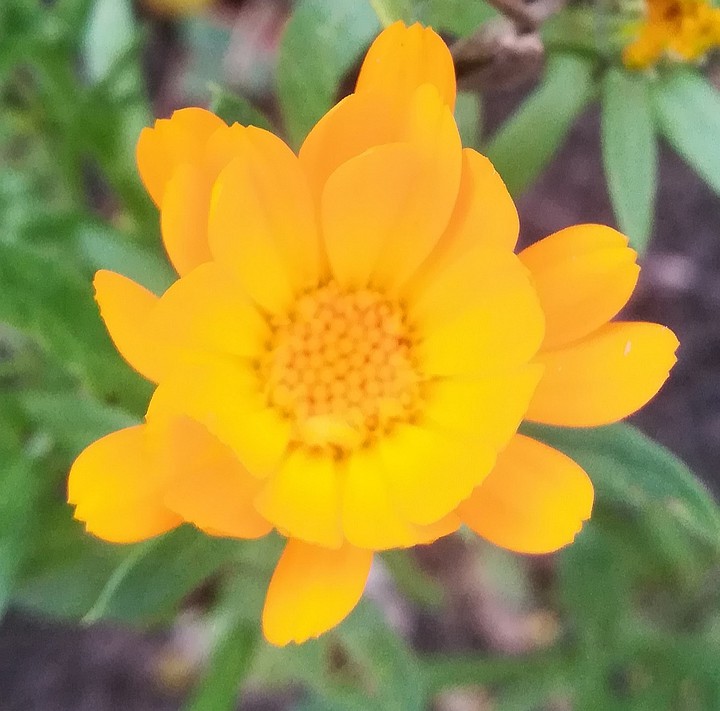 flower