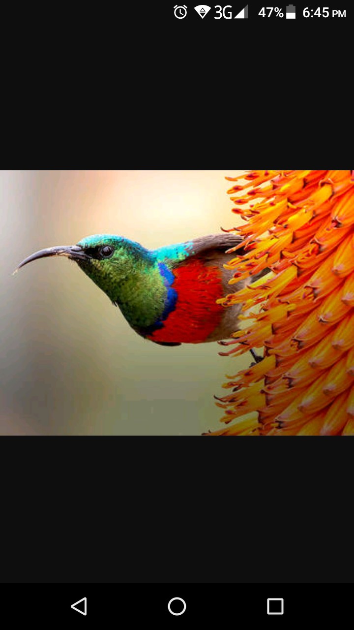 Bird
