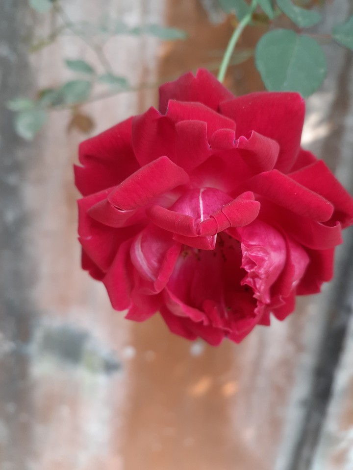 Blooming  Rose