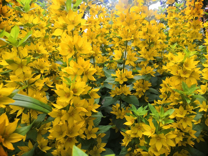 Yellow Flowers
