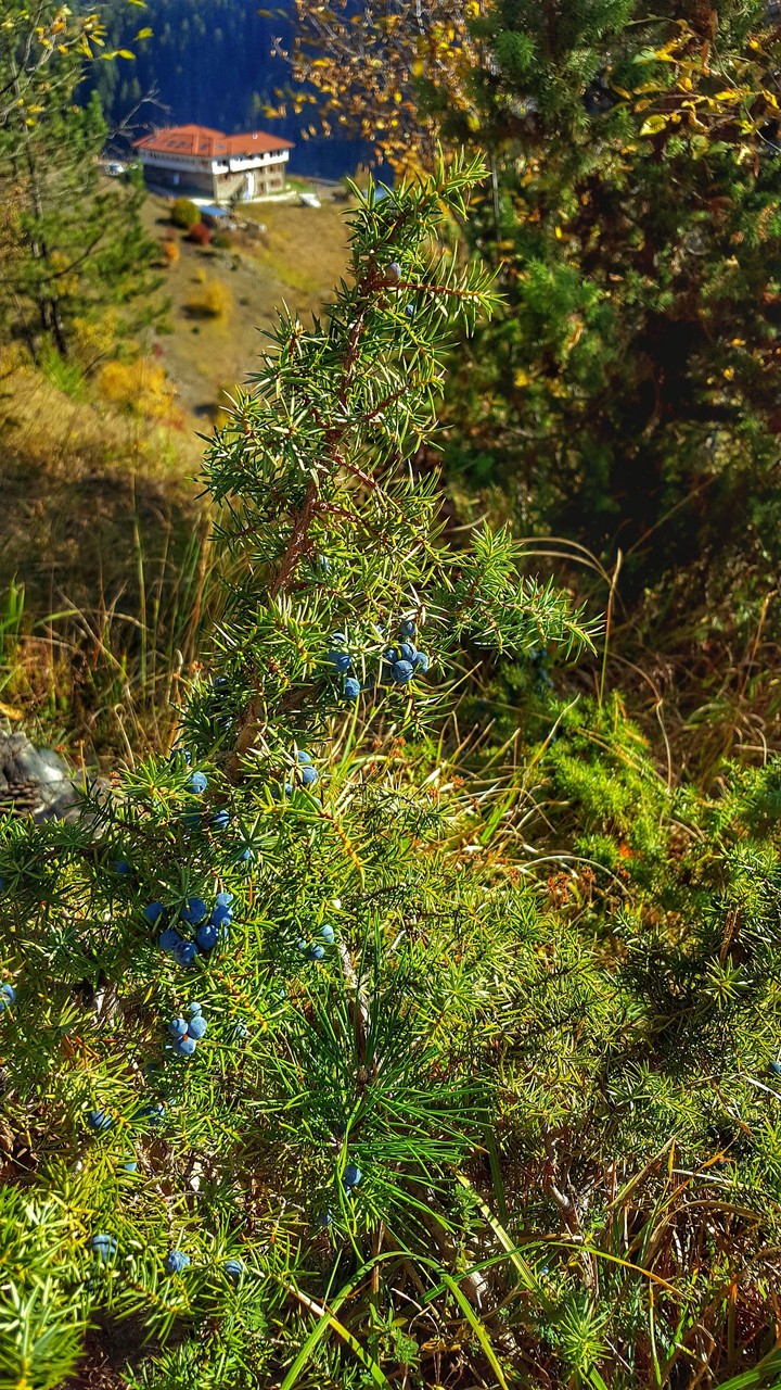 juniper berries