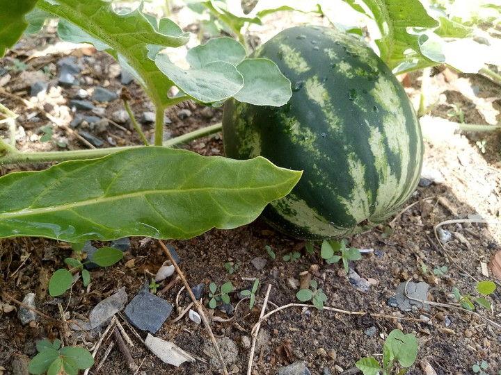 Melancia