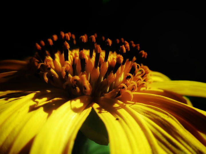 yellowflower