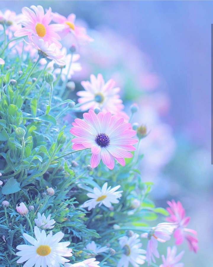 soft beauty
