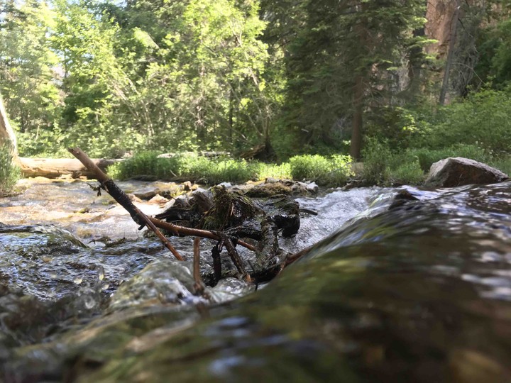 Forest stream