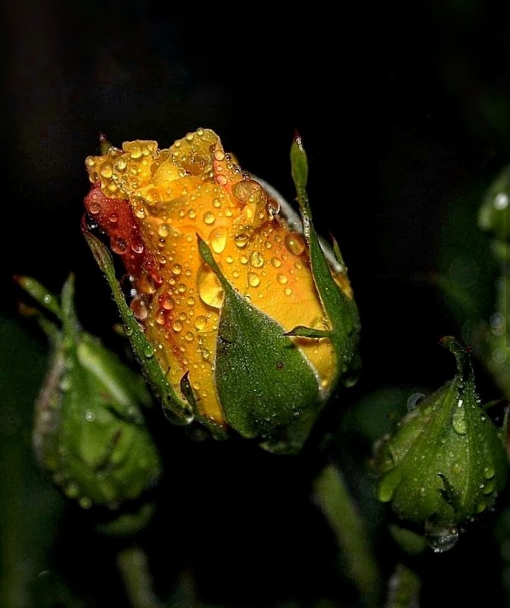 droplets