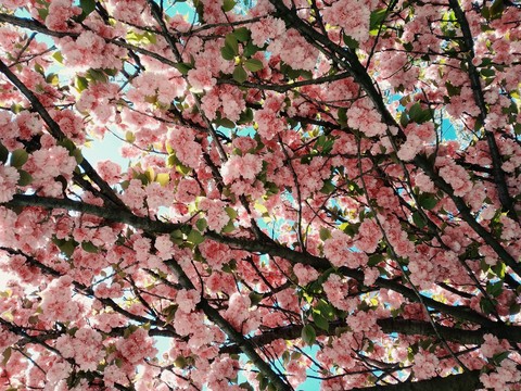primavera
