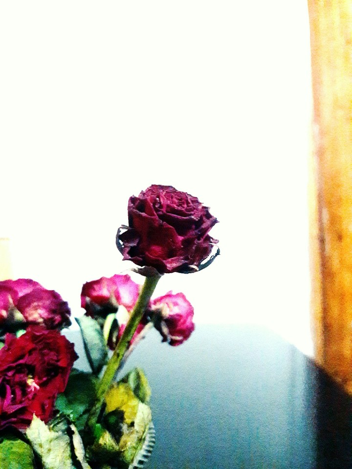 Even a dry Rose can make you fall in Love