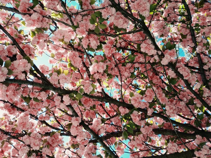 primavera