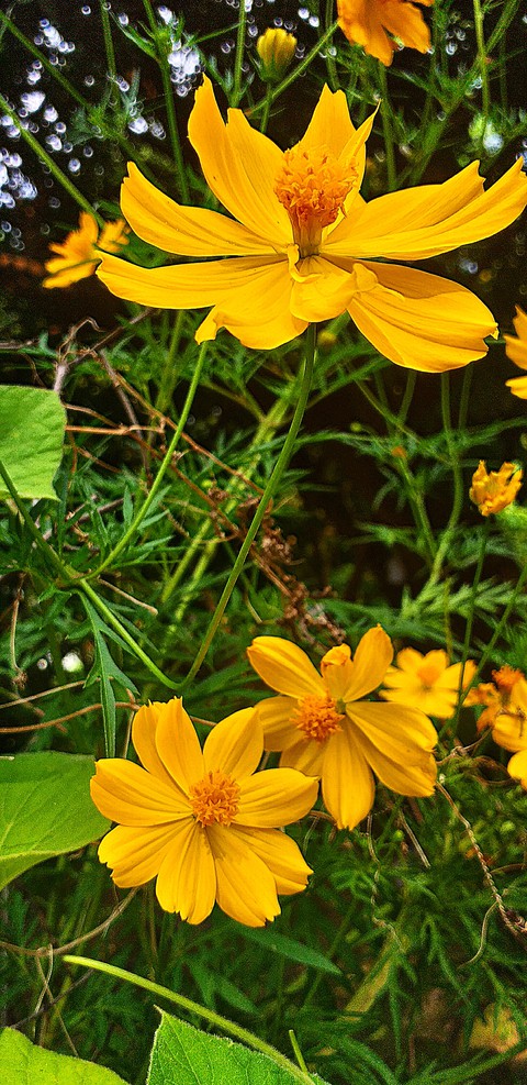 My Garden