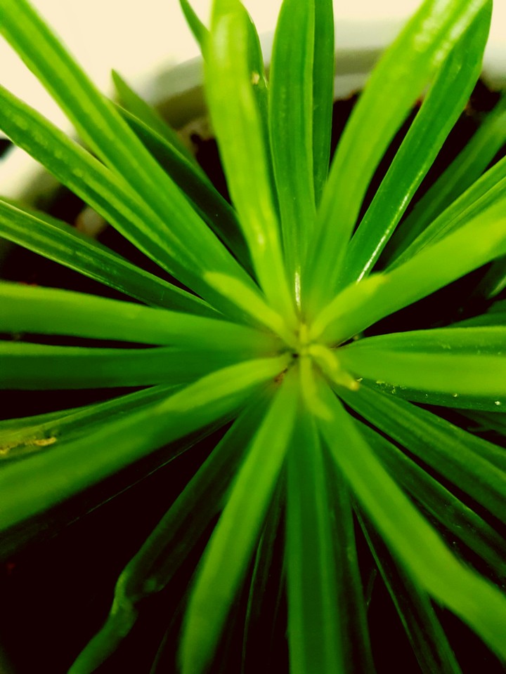 GREEEEN