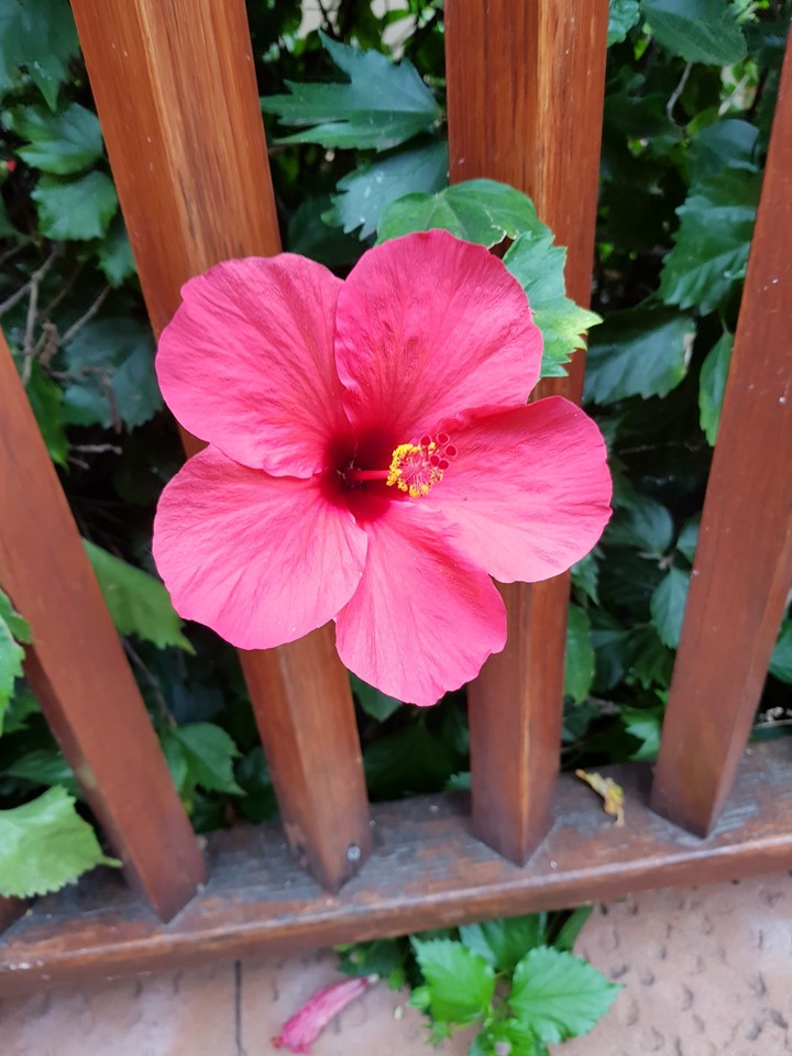 Tenerife
