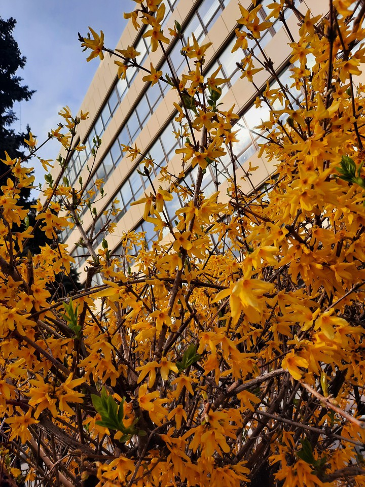 spring
