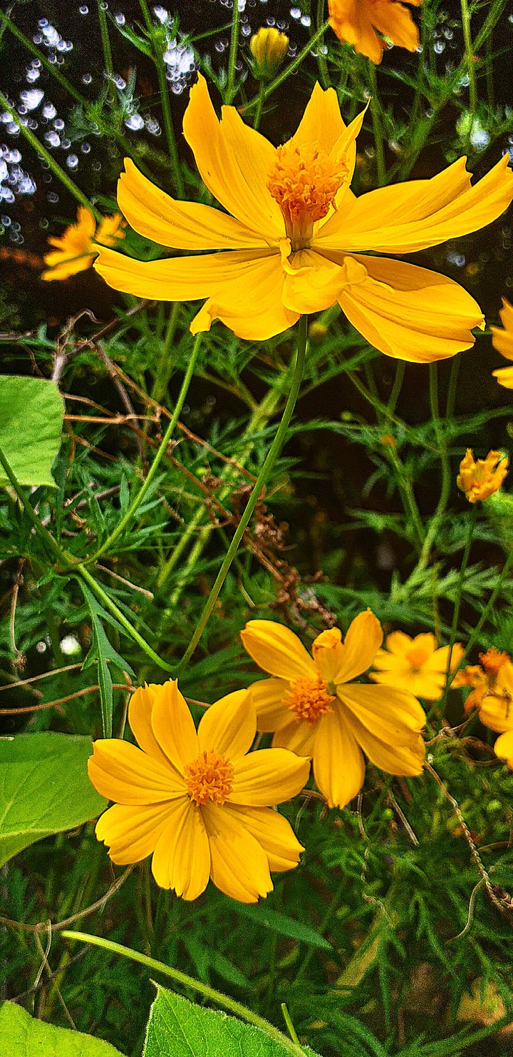 My Garden
