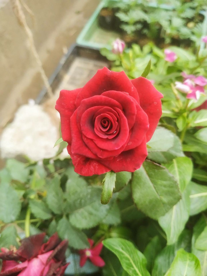Rose