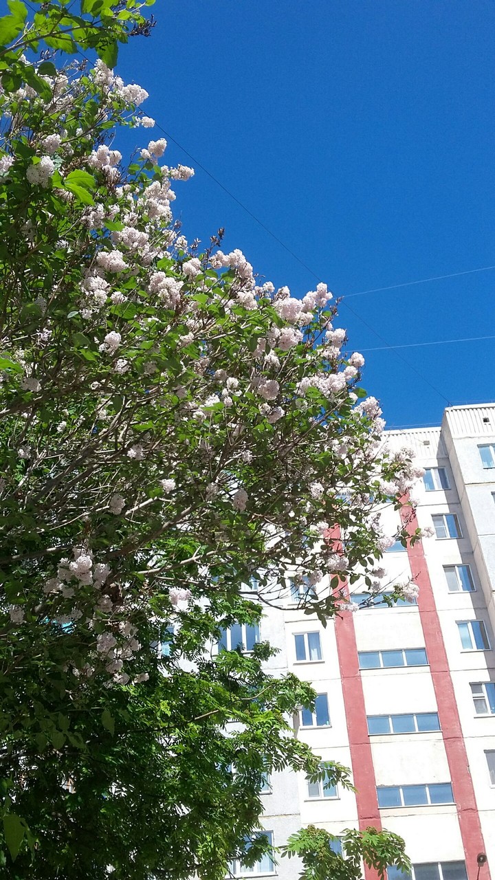 summer in Zarinsk