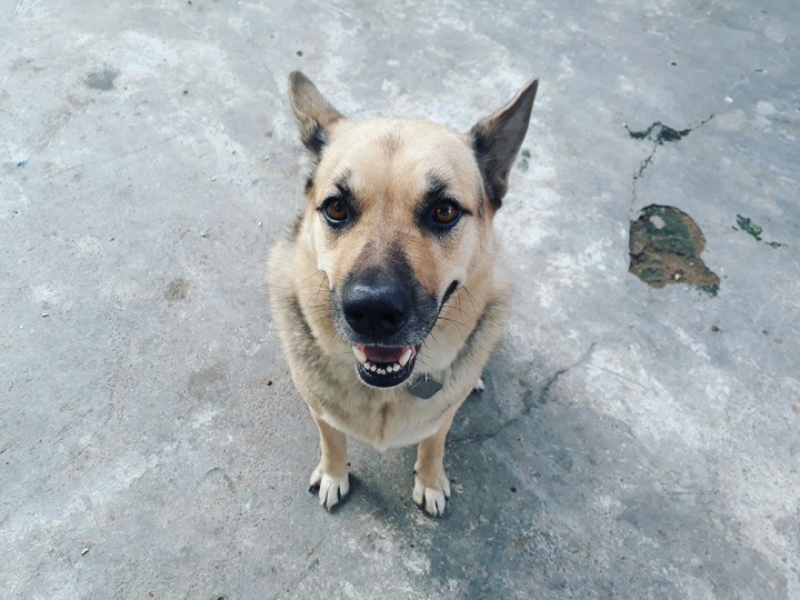 Stupid Dog