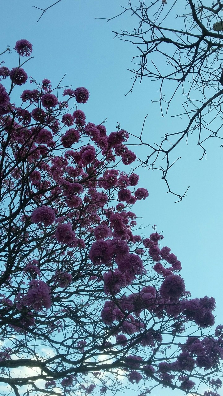Tree Ipê
