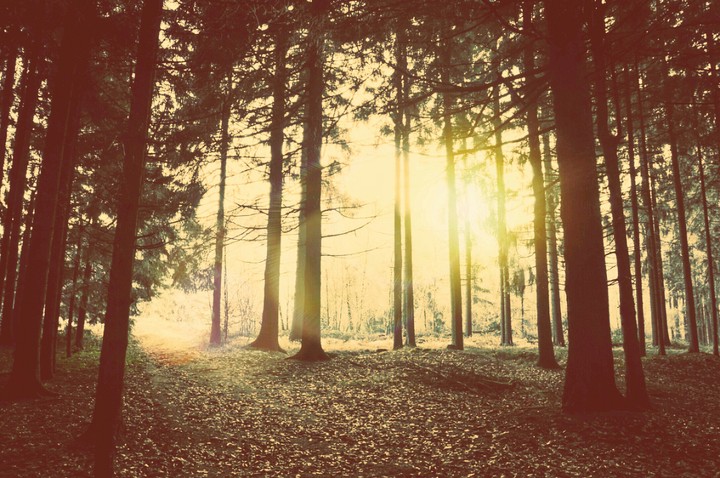 Sunrise in the woods