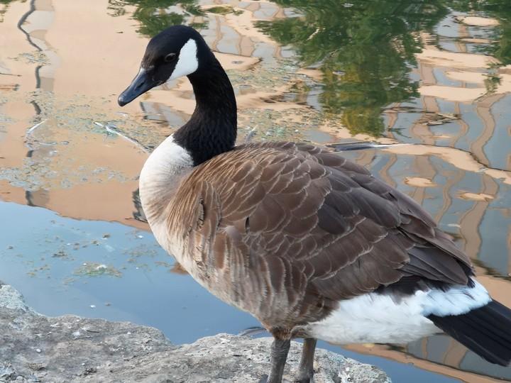 animal