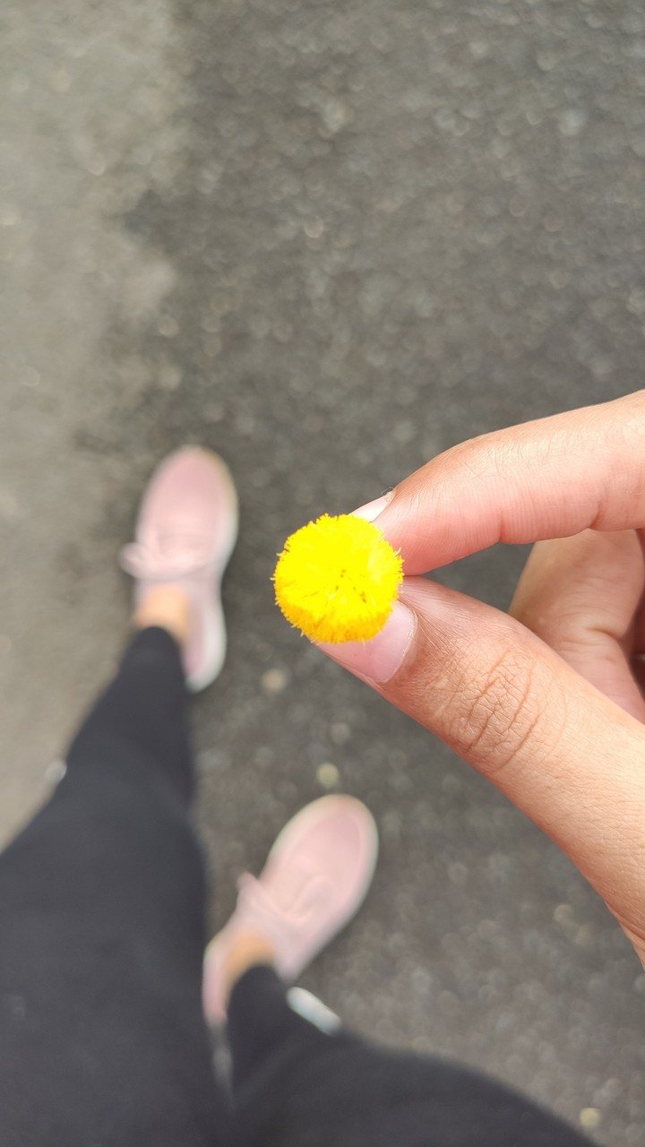 found this baby yellow dandelion while walking