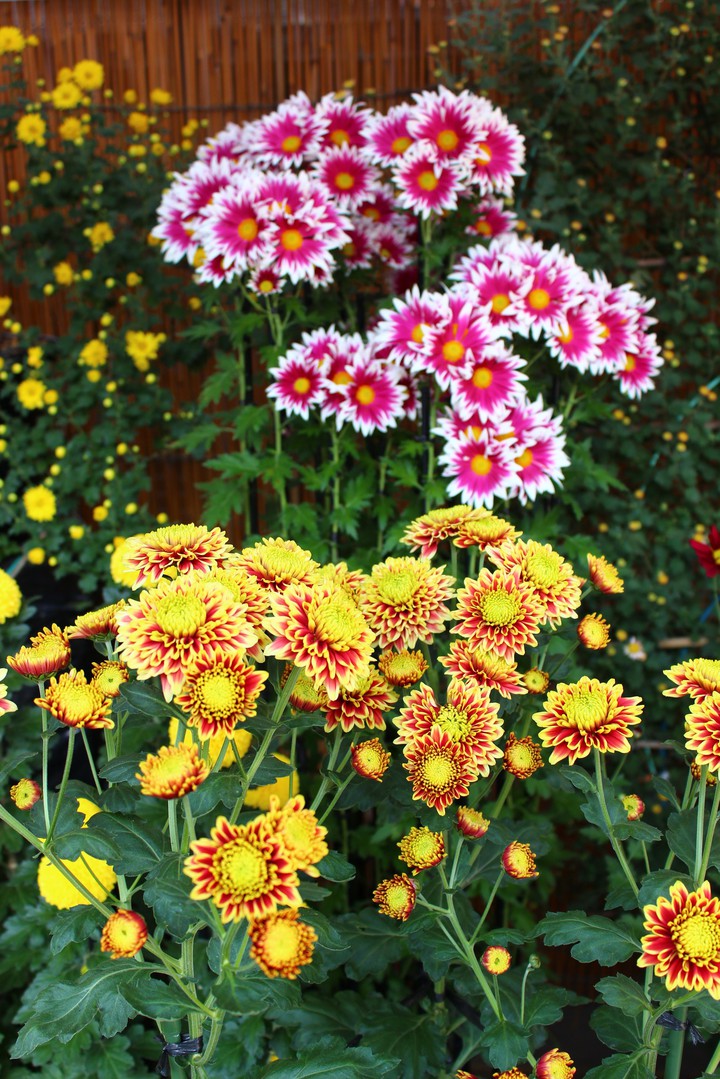 chrysanthemum 2018