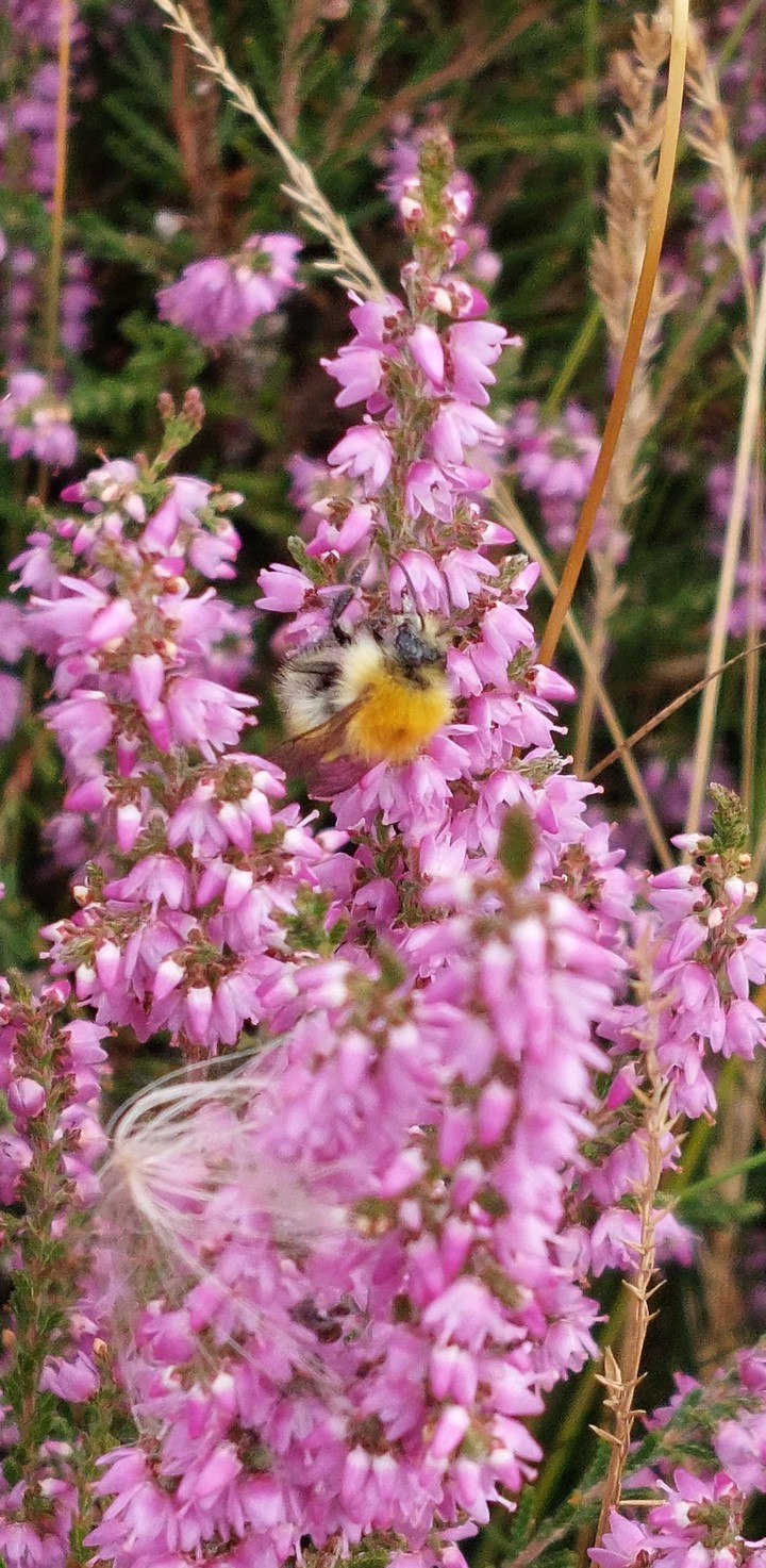 Heather with a bee