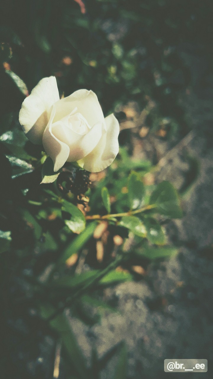 the true beauty is inside of you