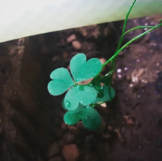 Micro