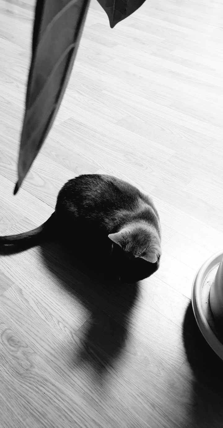cat.