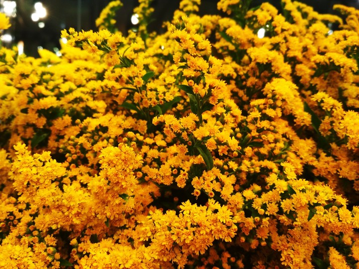 Yellow flower