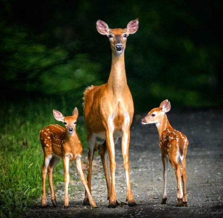 Mother and fawn