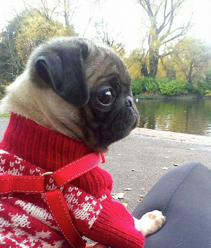 Christmas pug