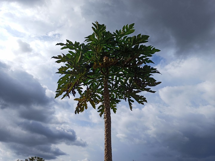 Tropic