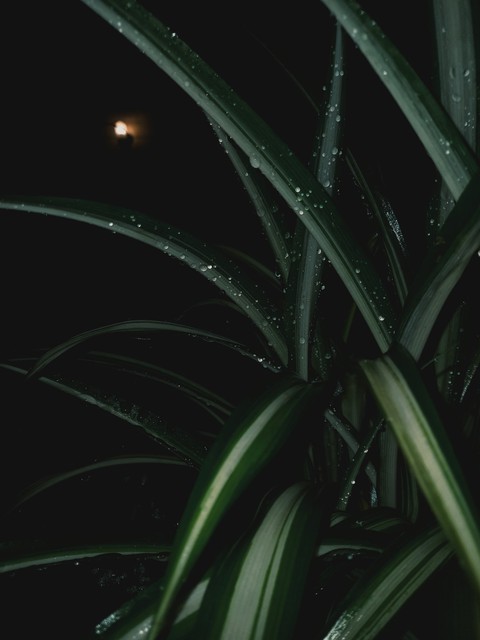 darkness, spring Hintergrundbilder