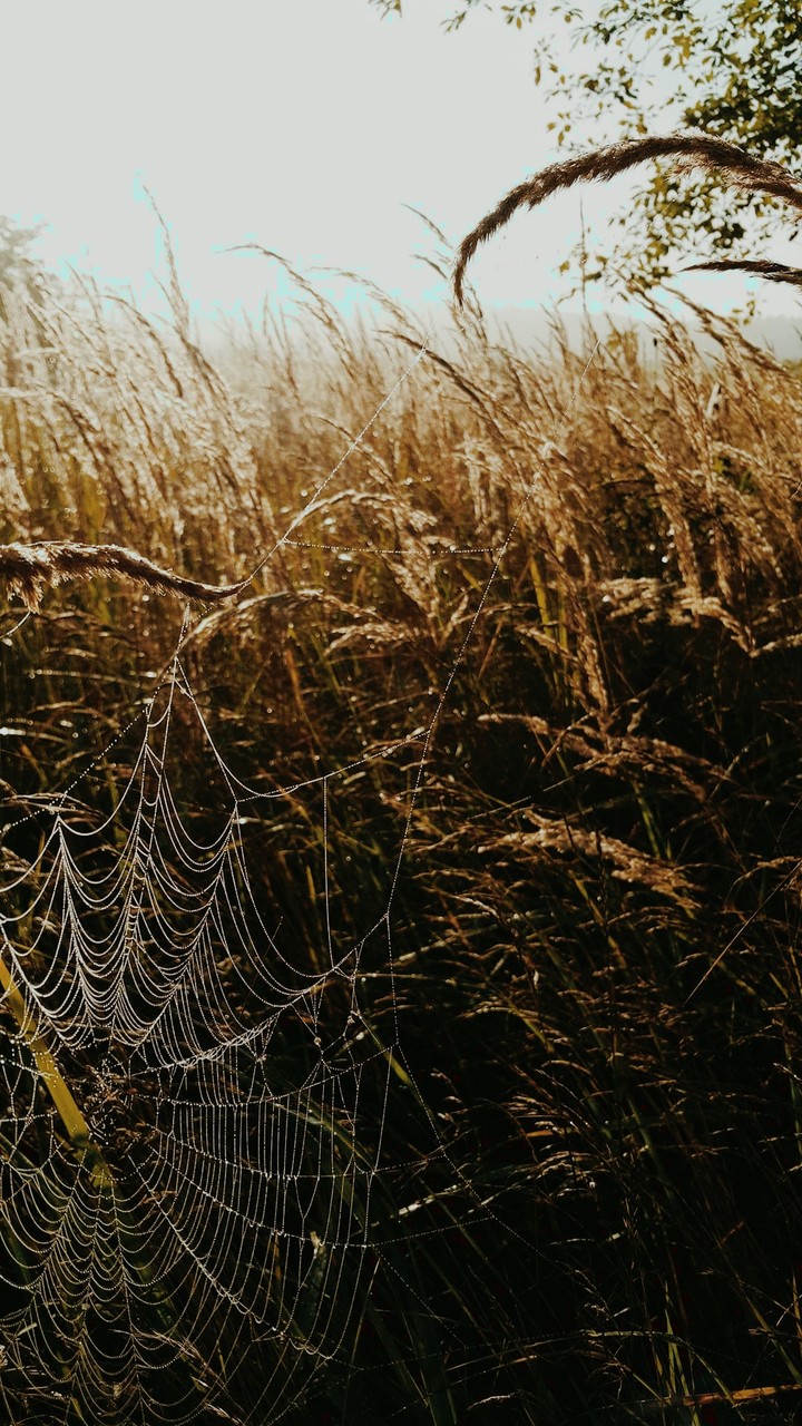 Natura