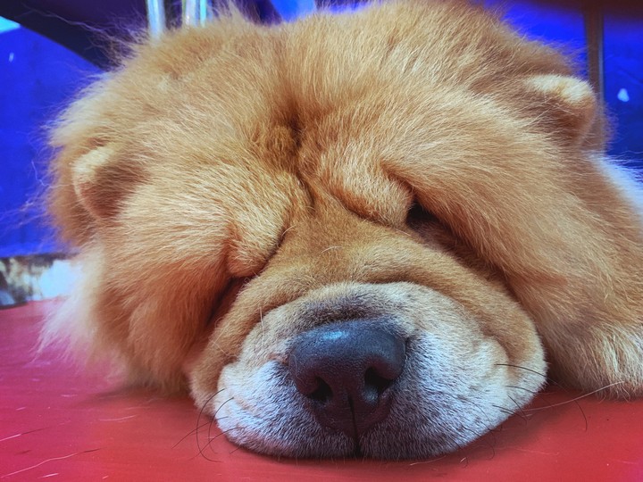Doggo