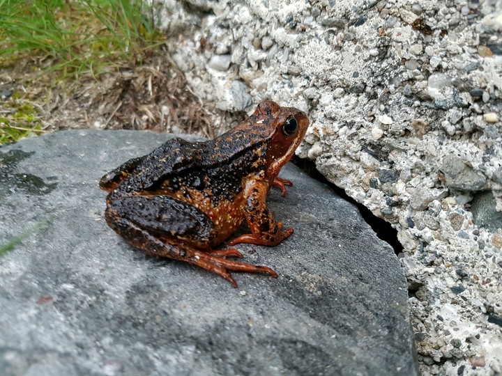 Frog