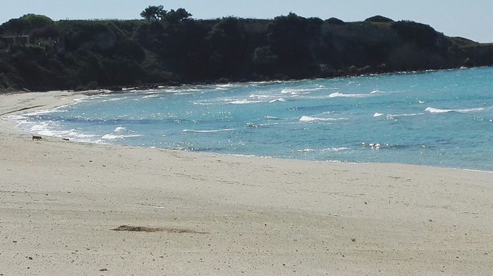 mare